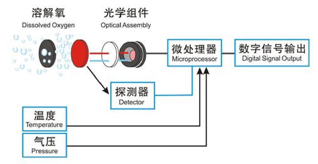 溶解氧传感器