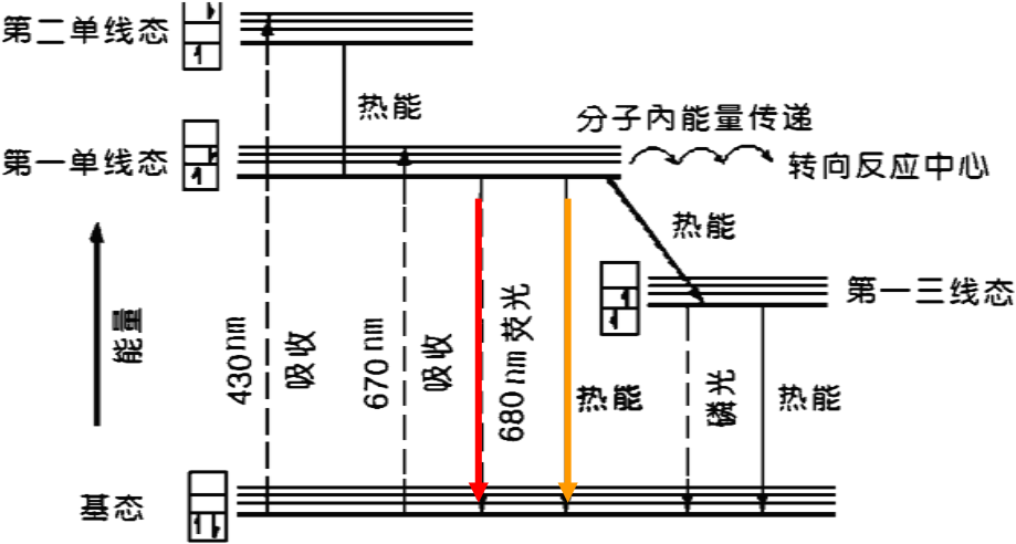 叶绿素a传感器